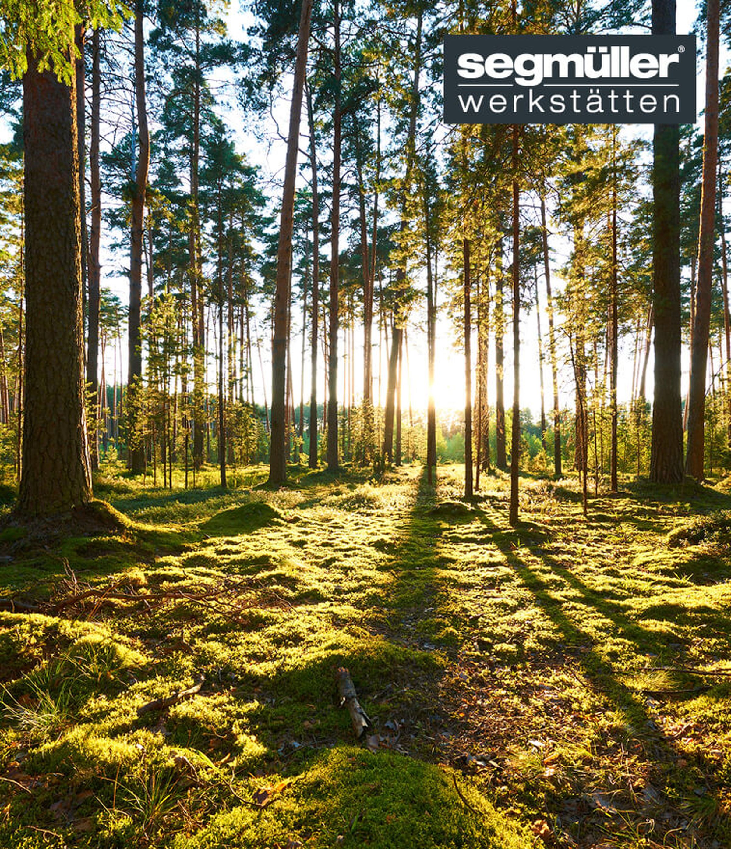 Aufnahme eines Waldes. Die Sonne scheint durch die Bäume und wirft lange Schatten auf den moosbedeckten Boden.