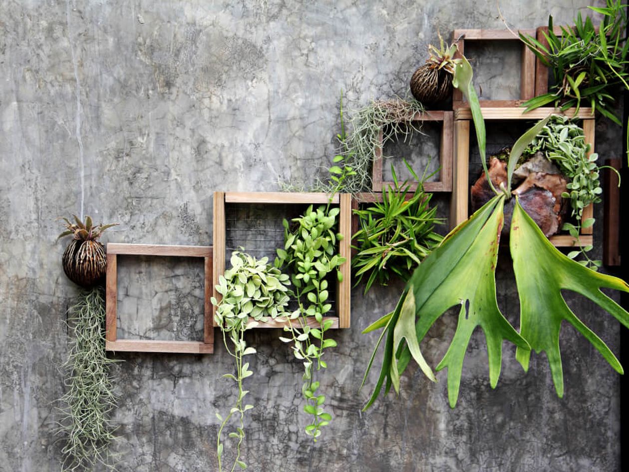 Kreative Wandgestaltung mit hängenden Holzrahmen und verschiedenen Grünpflanzen an einer grauen Betonwand.