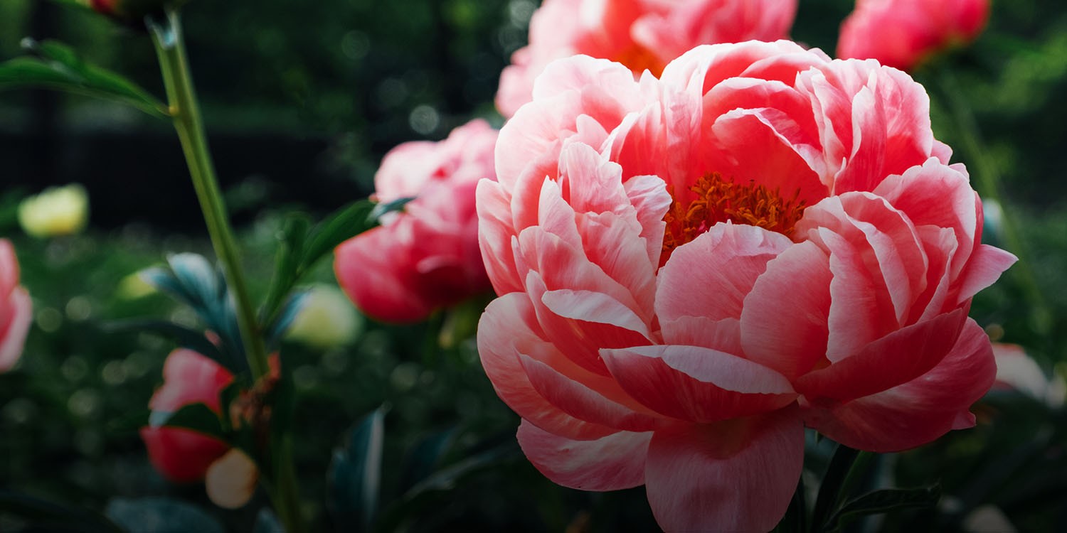 Peony memiliki makna sebagai simbol cinta