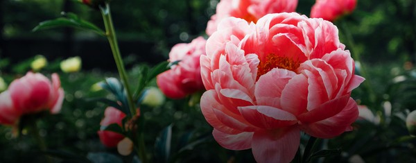 Peony memiliki makna sebagai simbol cinta