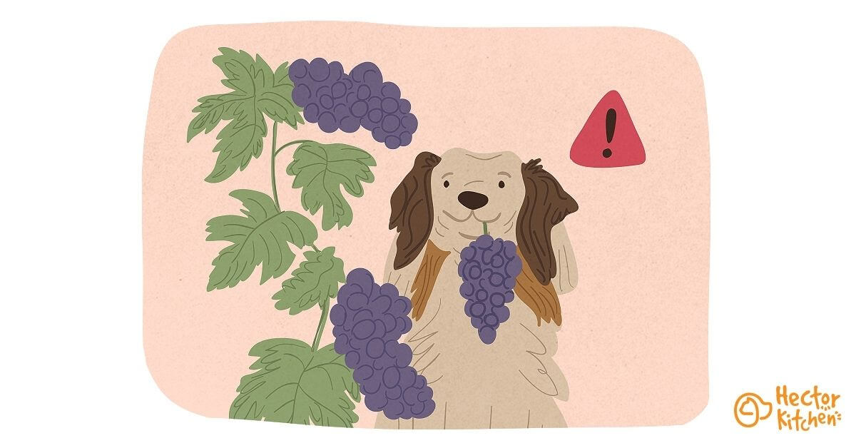 Mon chien peutil manger du raisin ? Hector Kitchen