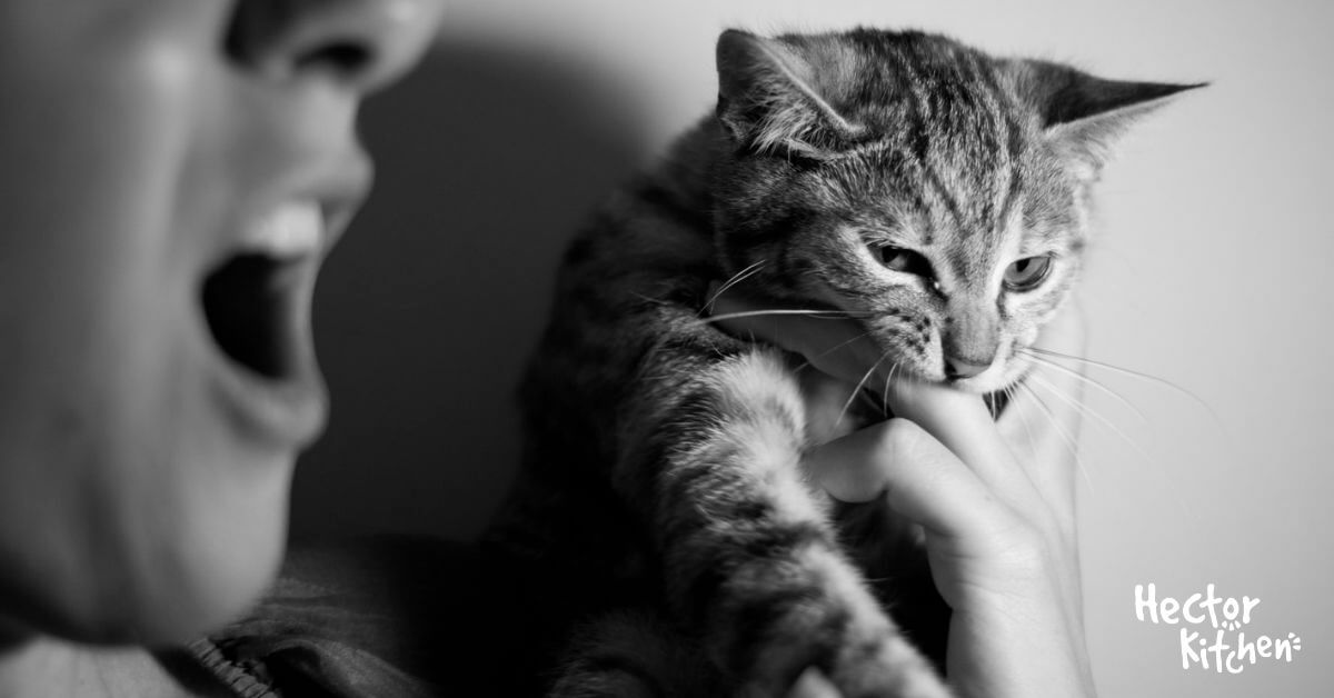 Mon Chat M A Mordu Que Faire Hector Kitchen