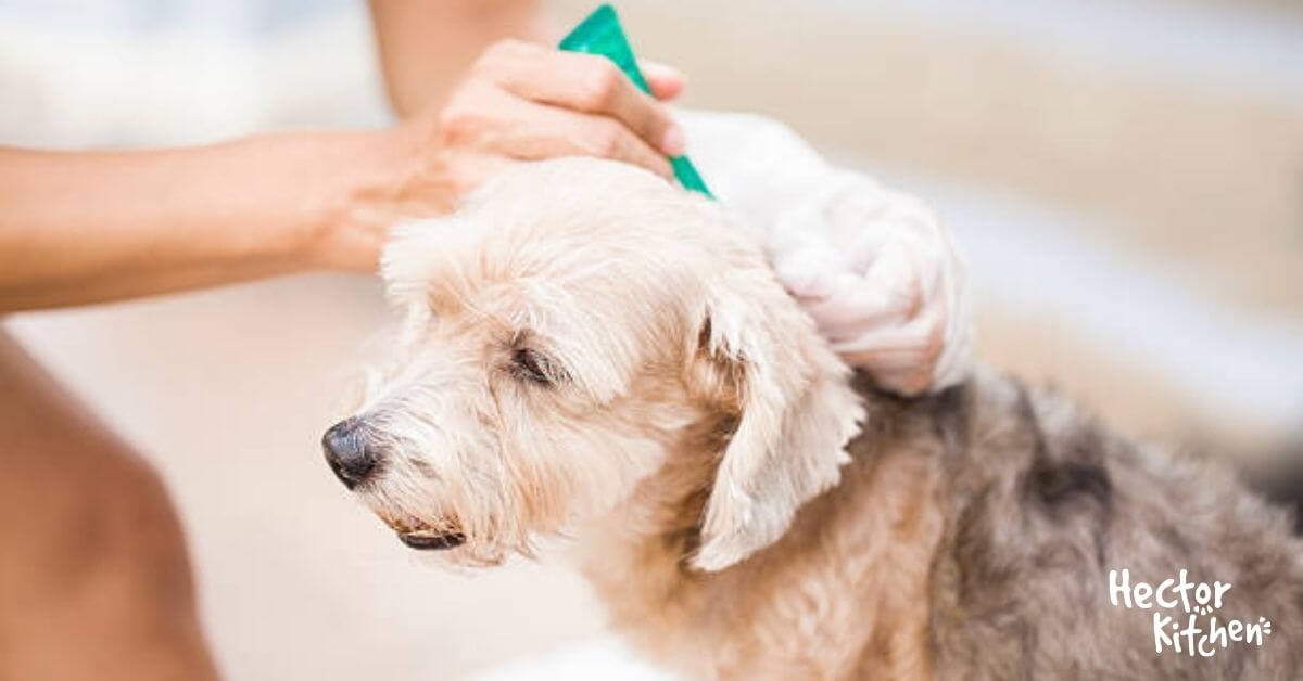 Anti tique pour chien : comment bien choisir | Hector Kitchen
