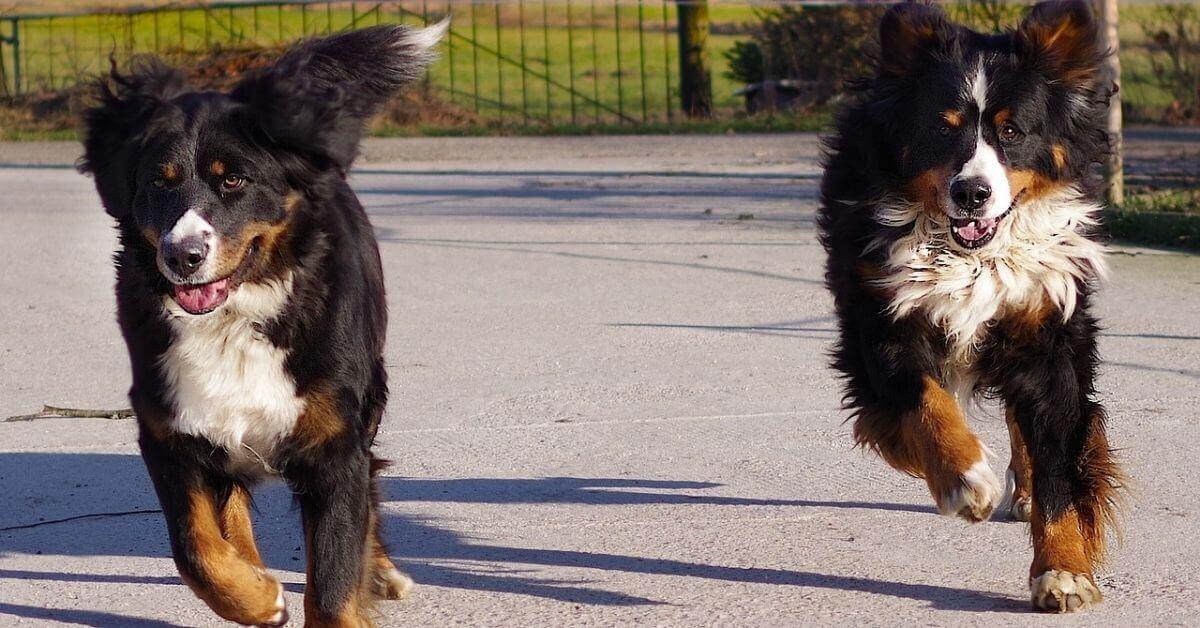 Quelle est l'espérance de vie d'un Bouvier bernois Quelle est l'espérance de vie d'un Bouvier bernois