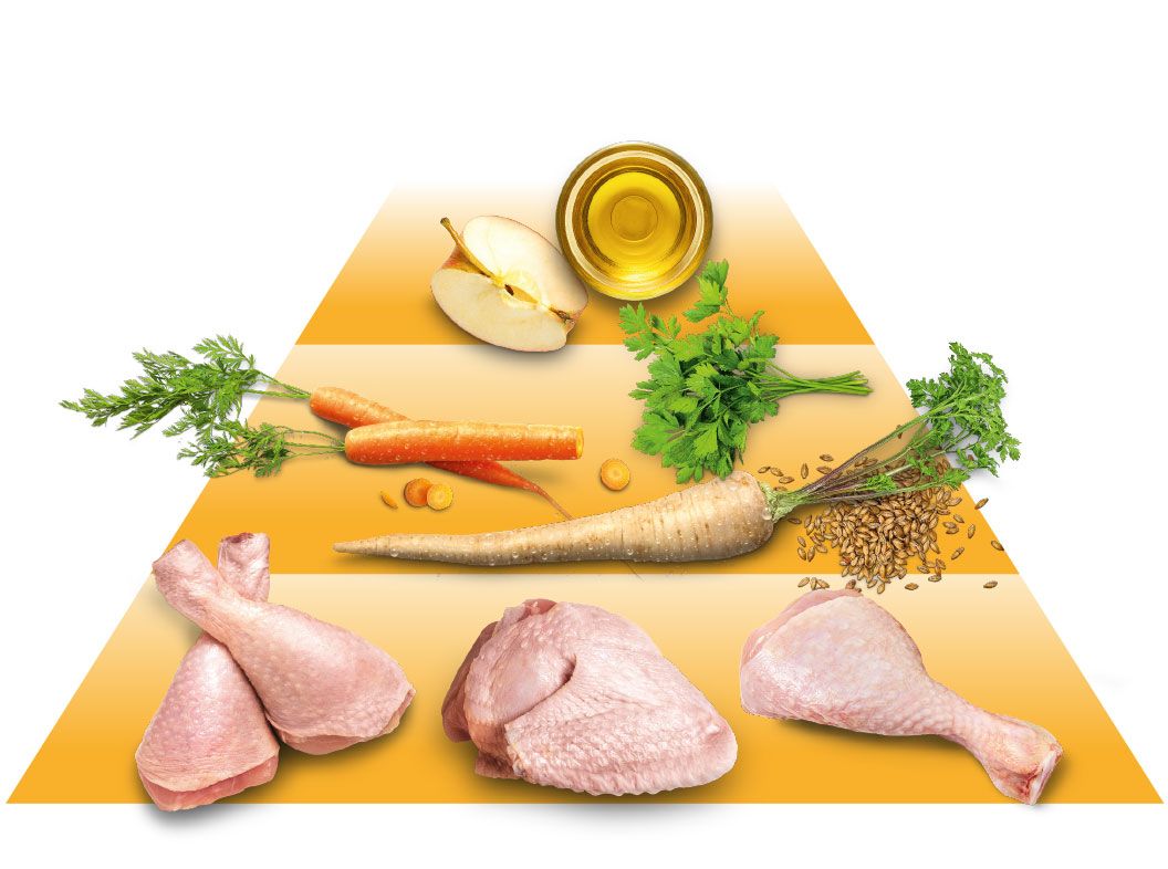 pyramide_huhn1056x786