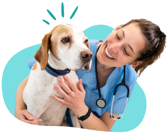 deine-smarte-hunde-op-kosten-versicherung