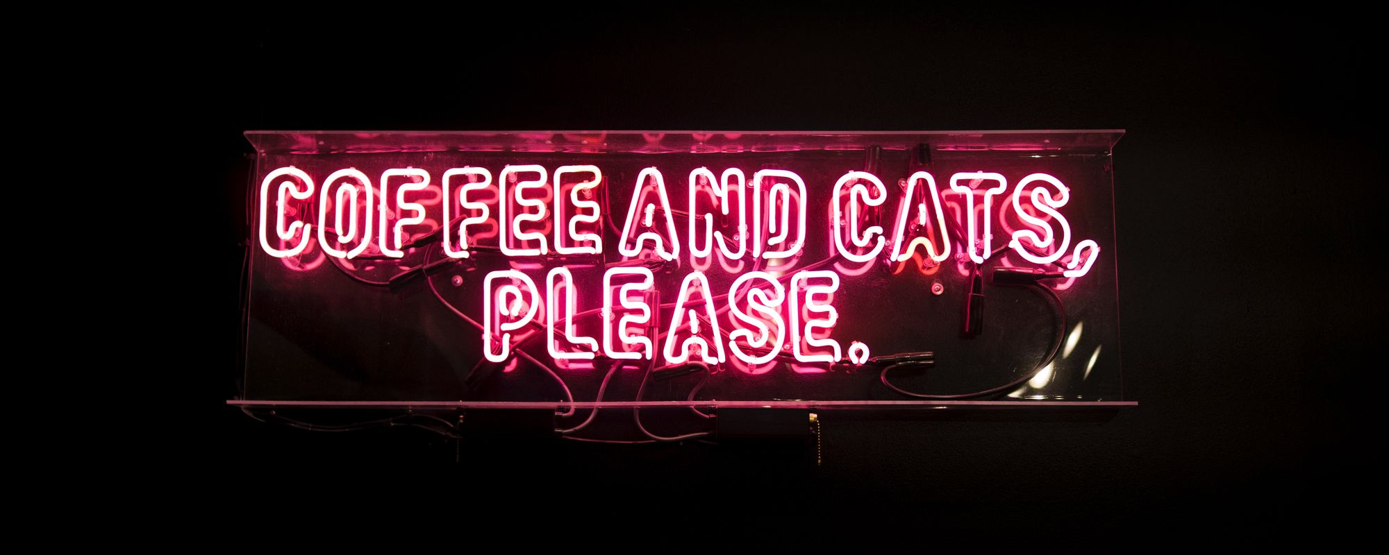 Opening a Cat Cafe business EasyWeek