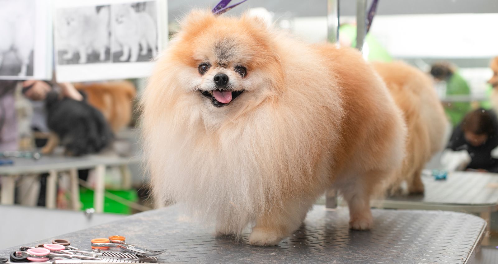 Pet hotel business software EasyWeek