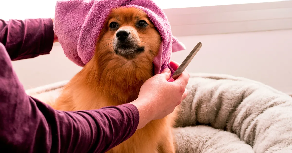 50 best pet salon name ideas EasyWeek