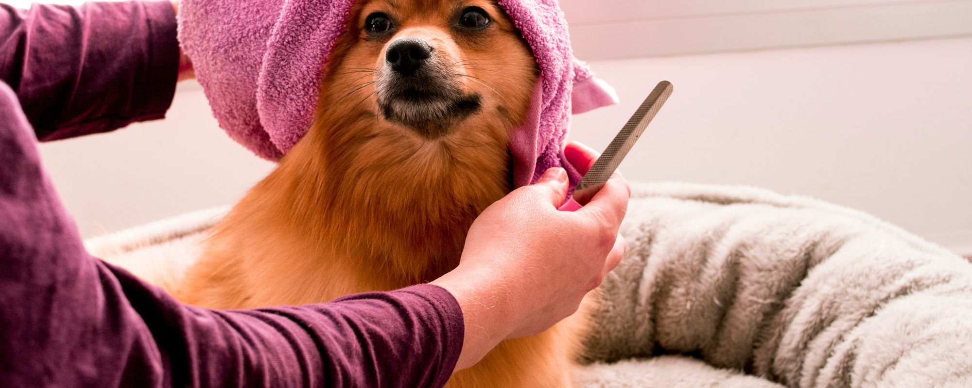 50 best pet salon name ideas EasyWeek