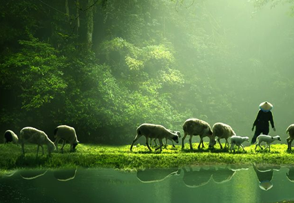 A person with a straw hat tends to sheep grazing beside a serene, reflective pond in a lush, green forest.