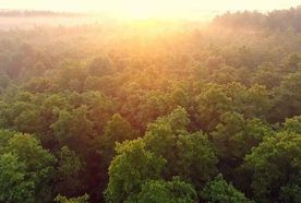 Aerial view of a lush green forest canopy at sunrise, with sunlight diffusing through a gentle mist, creating a serene and golden atmosphere.