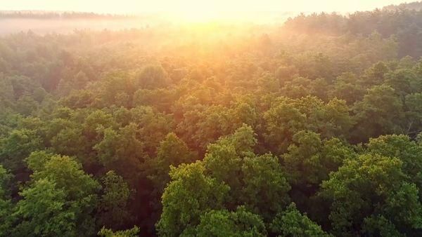 Aerial view of a lush green forest canopy at sunrise, with sunlight diffusing through a gentle mist, creating a serene and golden atmosphere.