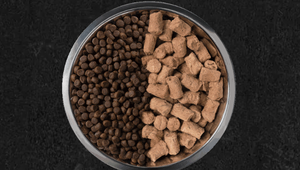 Pet Nutrition Calculator Vital Essentials Case Study Cover Image