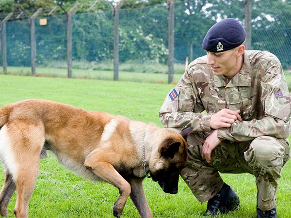A soldier in camouflage uniform kneels on grass beside a Belgian Malinois dog, both looking down.
