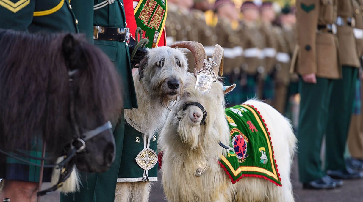 A goat with a ceremonial headdress and a shaggy dog, both in military-style outfits, stand among soldiers in uniform.