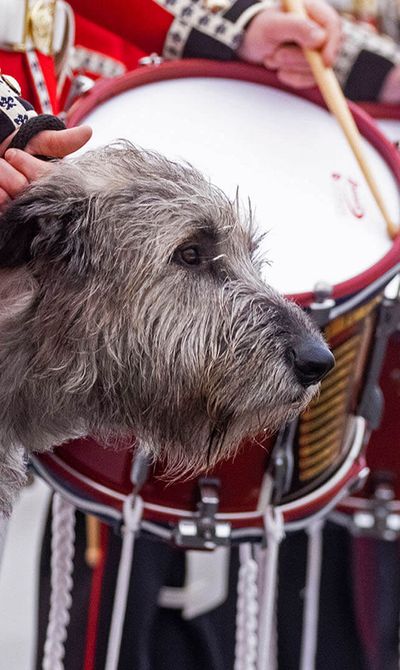 A dog in a red military uniform stands beside drummers in matching red uniforms, its head emerging between two drum players.
