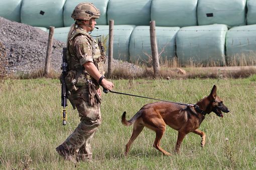 Dog Handler