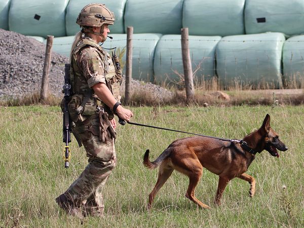 A soldier in camouflage uniform walks a brown Belgian Malinois on a leash across a grassy field, with large green wrapped bales in the background.