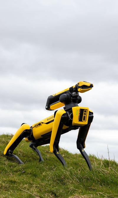A yellow robotic dog with black legs stands on a grassy hill under a cloudy sky.