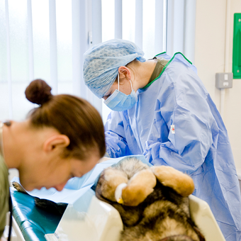 Vet operating on a dog