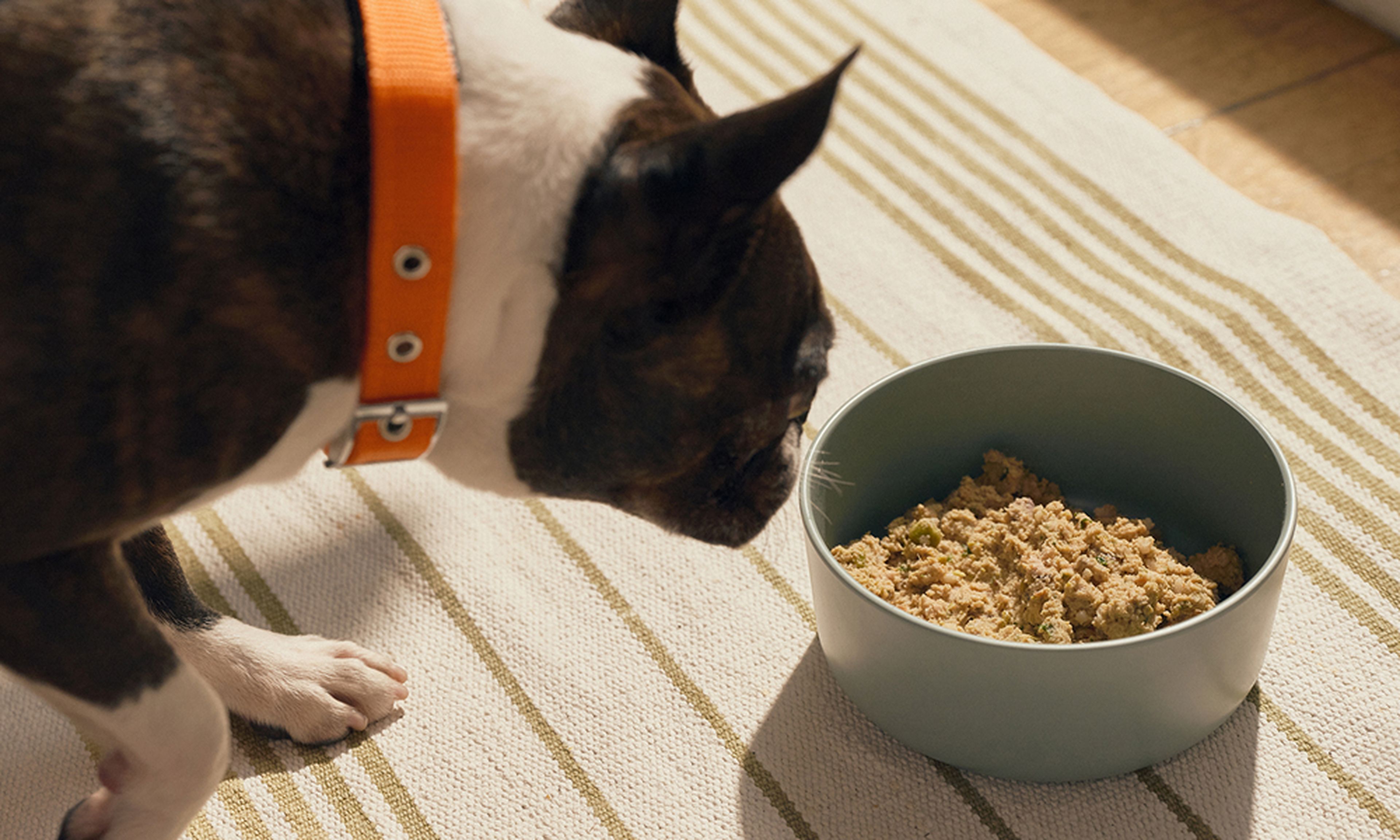 A Boston Terrier with an orange collar sniffs a bowl of food on a striped rug in a sunlit room.