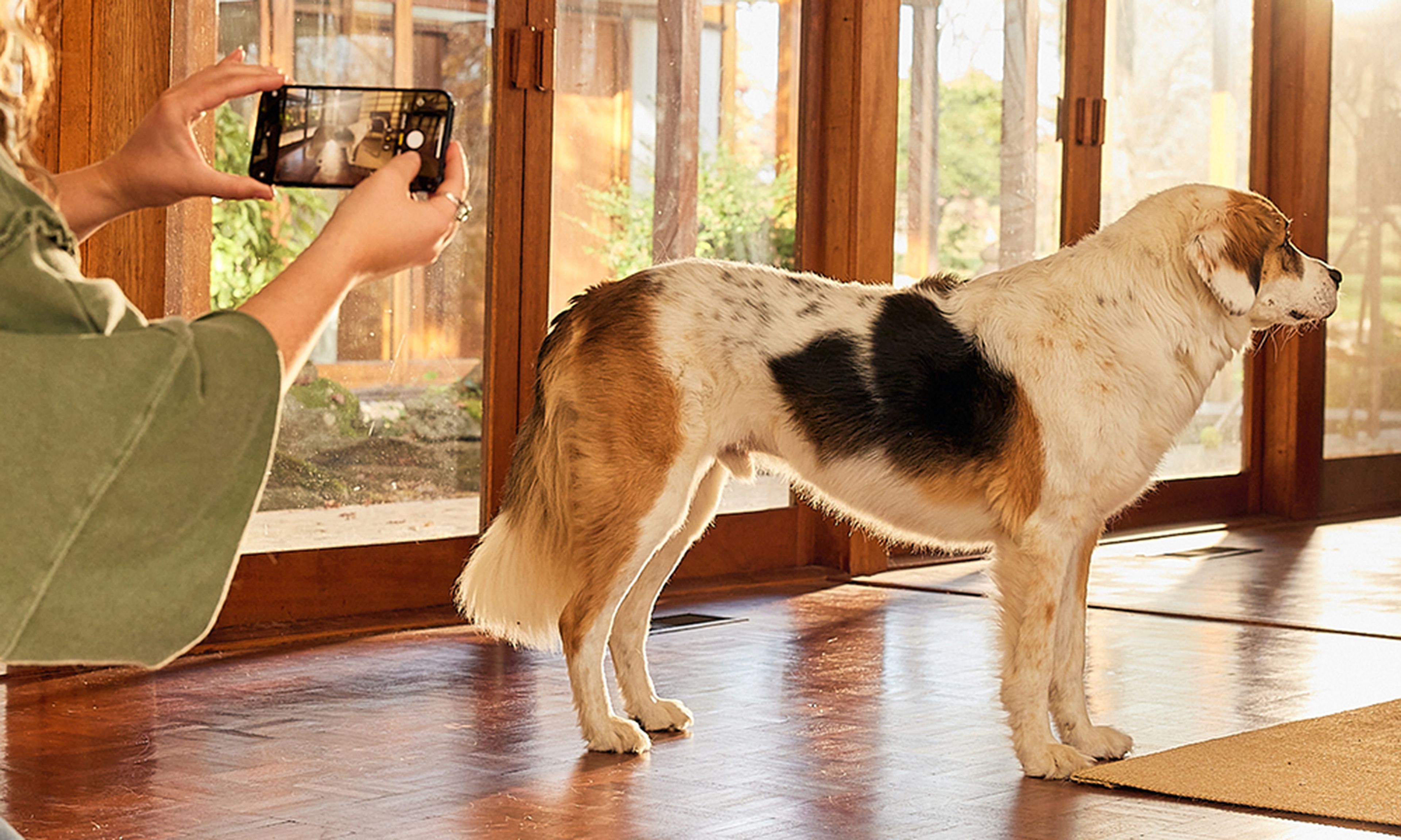 A person takes a photo of a large dog with a smartphone. The dog stands indoors on a wooden floor, with sunlight streaming through large windows.
