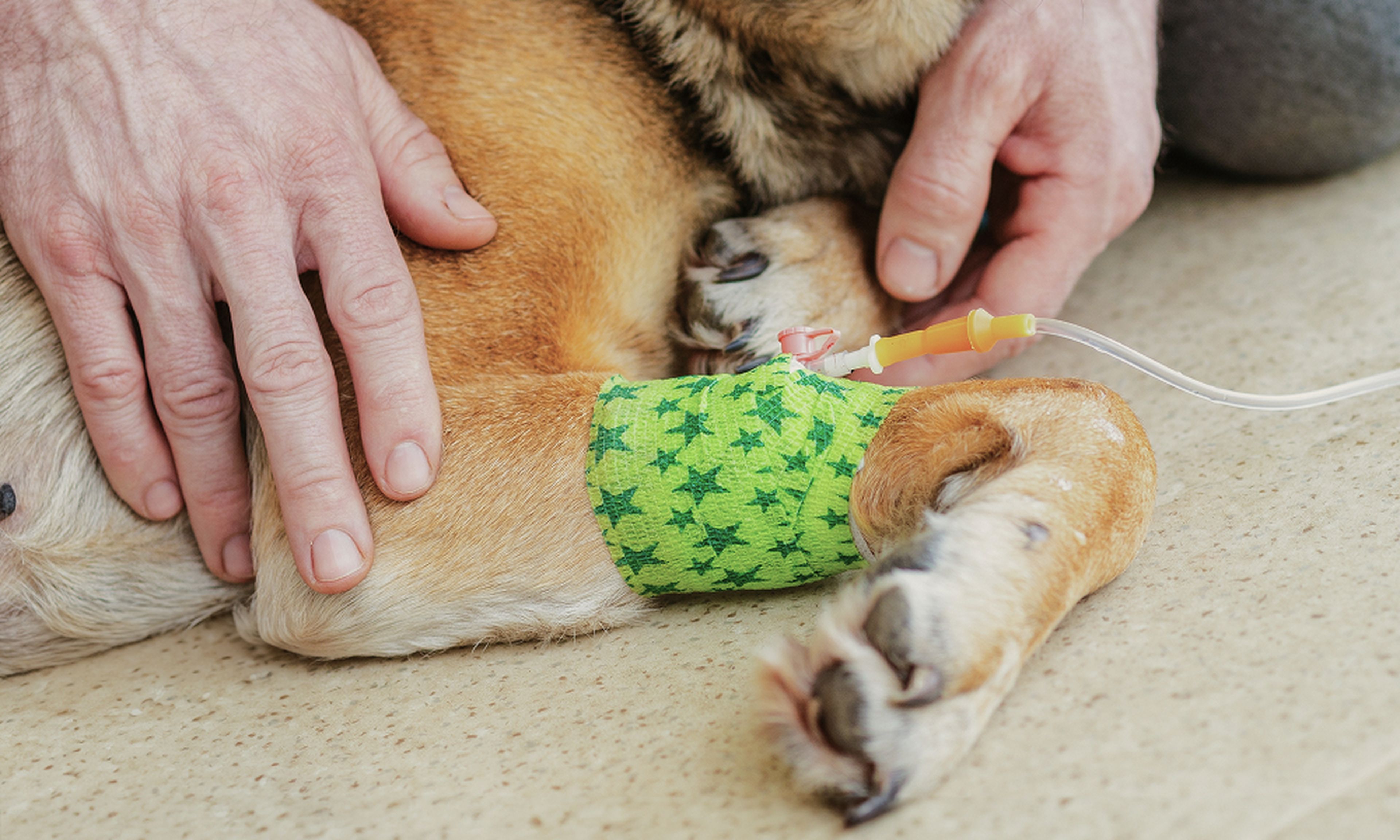 Dog receiving IV treatment with a green bandage on its leg, while a person gently holds its paw.