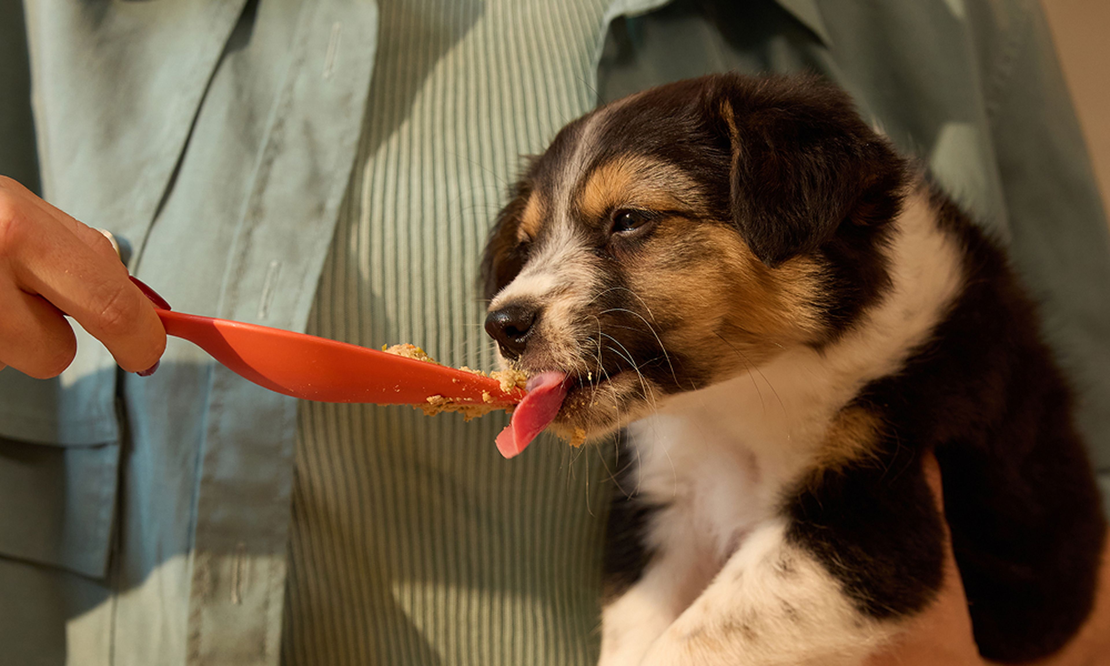 A small puppy eagerly licks food from a red spoon held by a person in a green shirt.