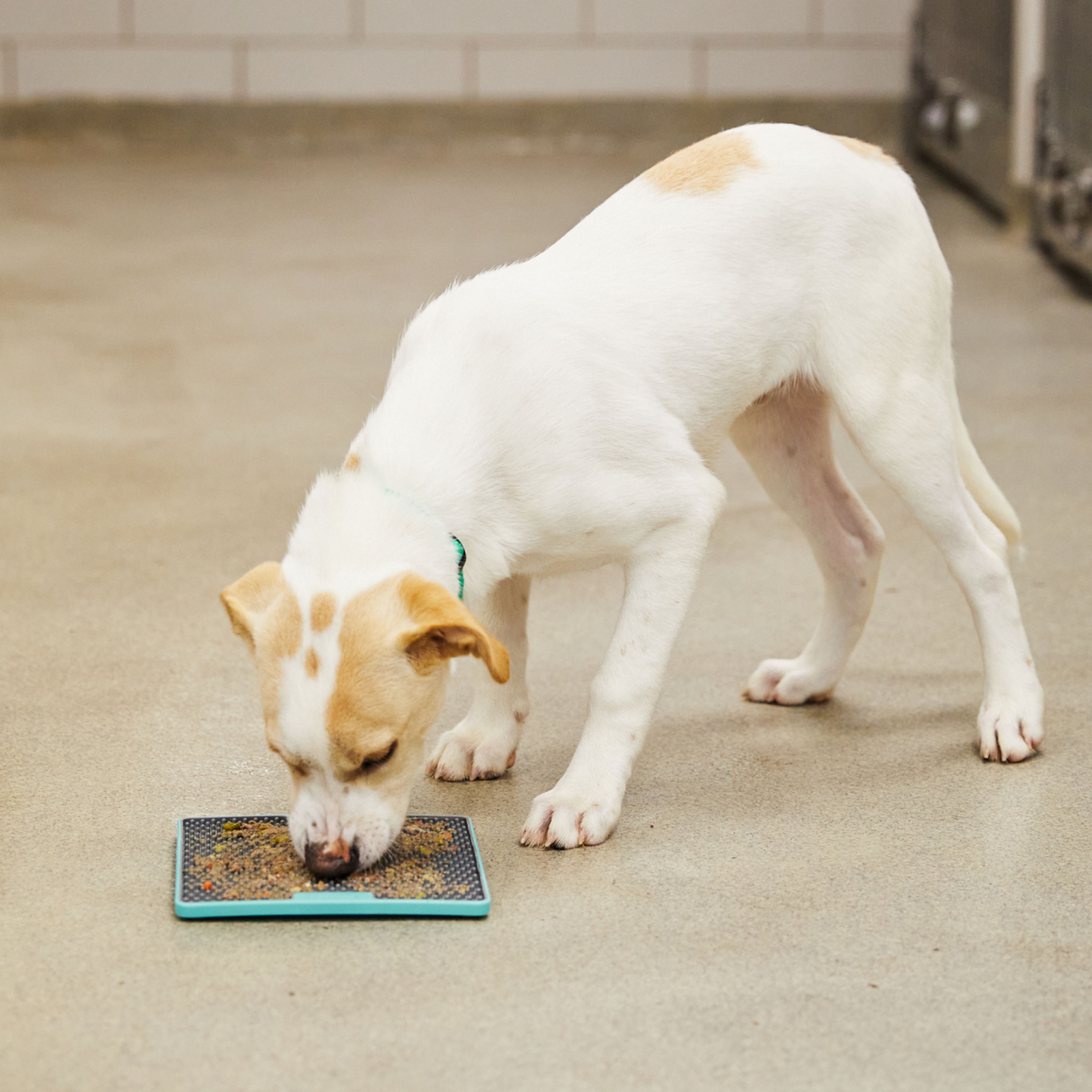 A white and tan puppy with a green collar eats from a flat textured mat on a polished concrete floor indoors.
