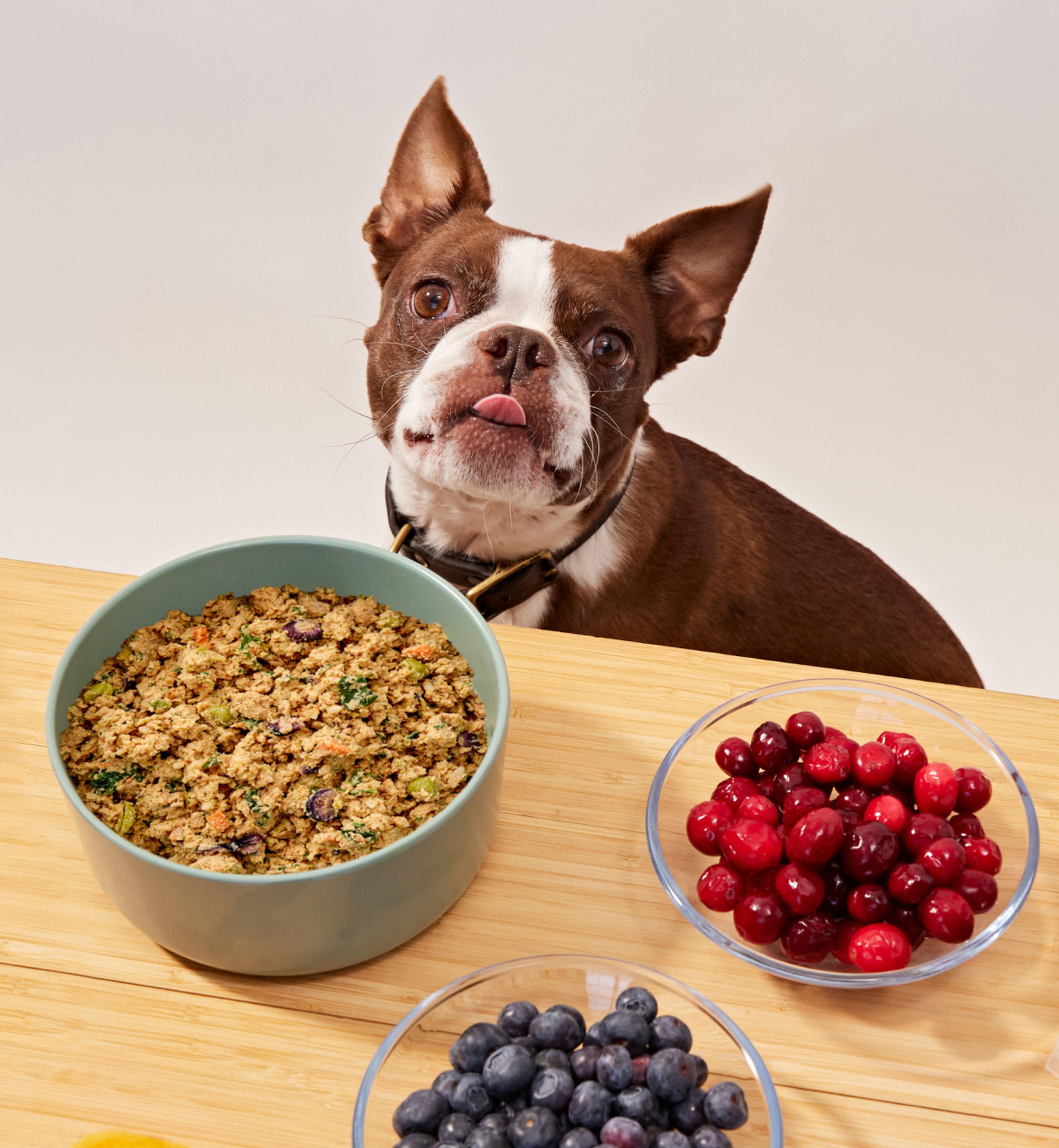 A Boston Terrier with its tongue out sits behind a table with a bowl of mixed grains and bowls of cranberries and blueberries.