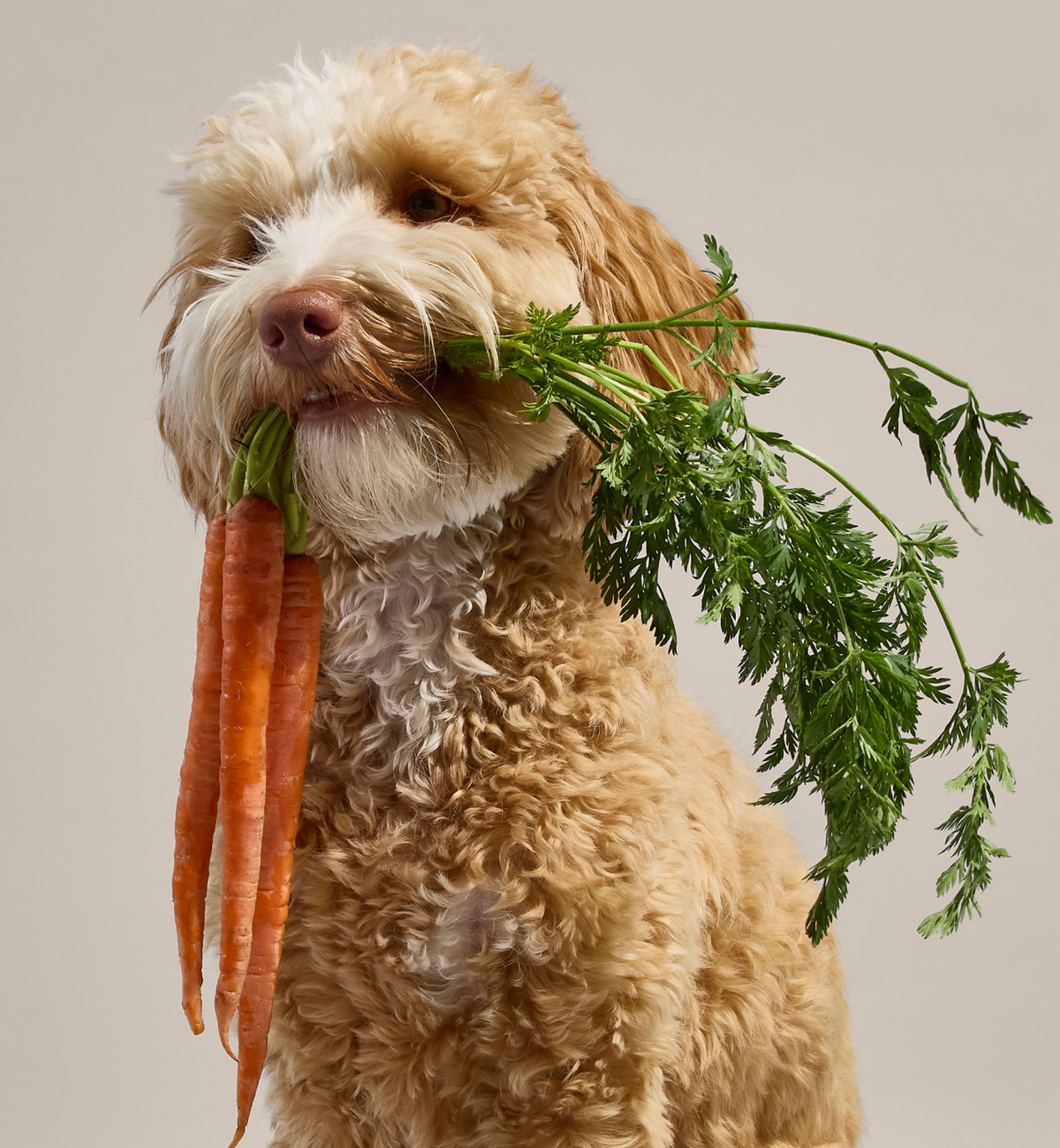 Fluffy brown and white dog holding a bunch of fresh carrots with green leaves in its mouth against a plain background.