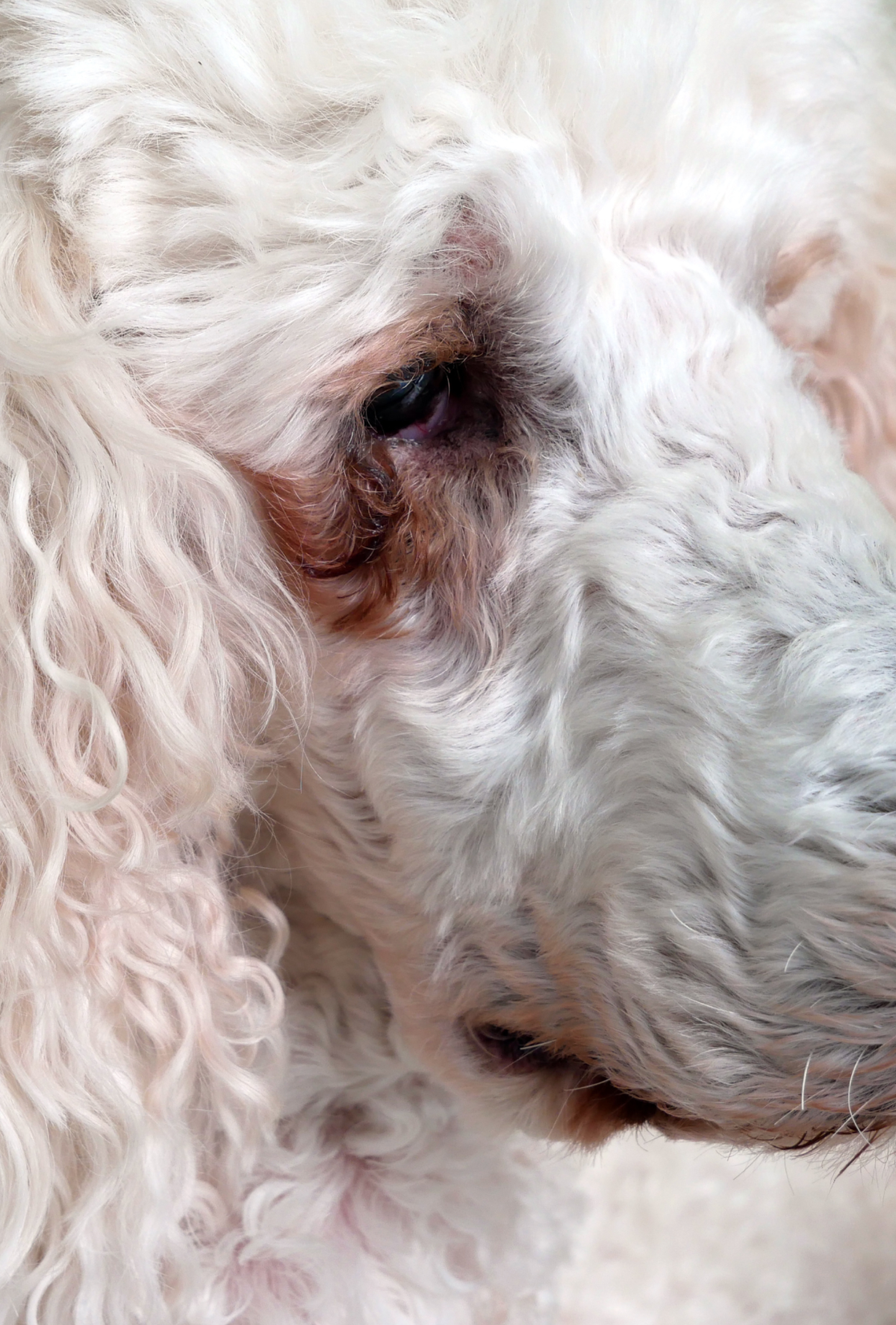 Close-up of a white poodle's face, showing its curly fur and gentle expression.