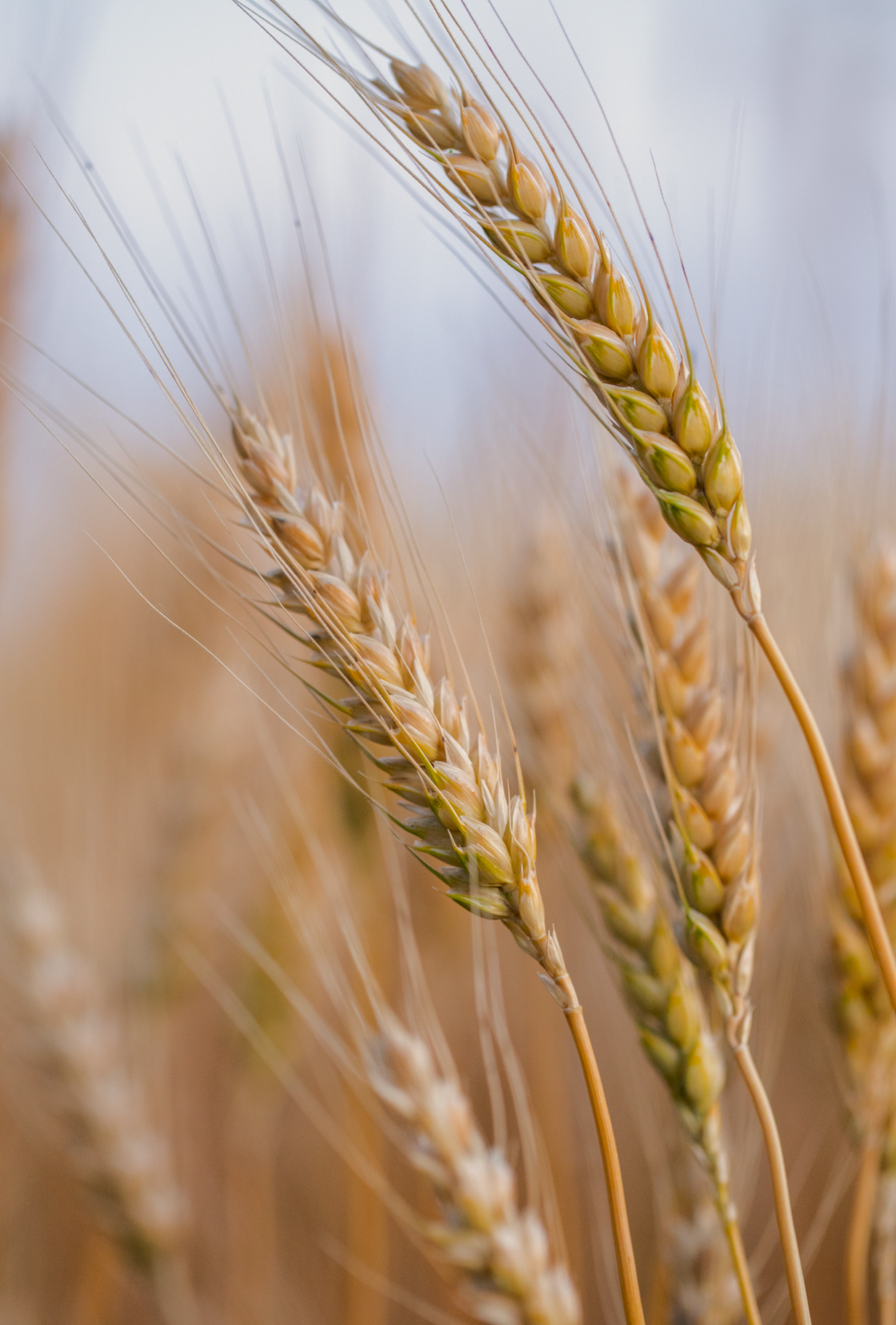 Close-up of golden wheat stalks in a field, with a blurred background. The grains are ripe and ready for harvest.