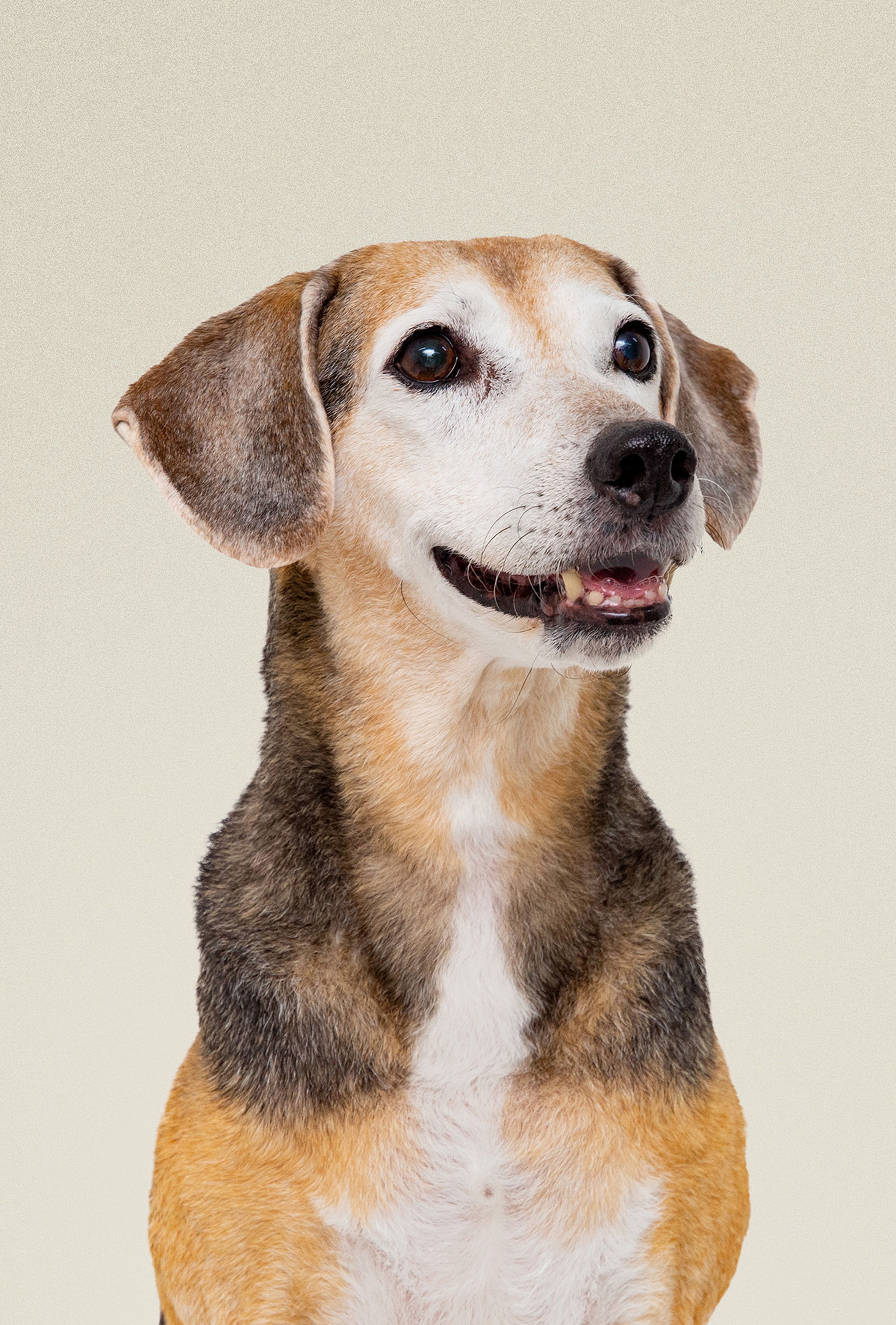 A happy brown and white senior dog with floppy ears and a gentle expression sits against a plain background, looking slightly to the side.