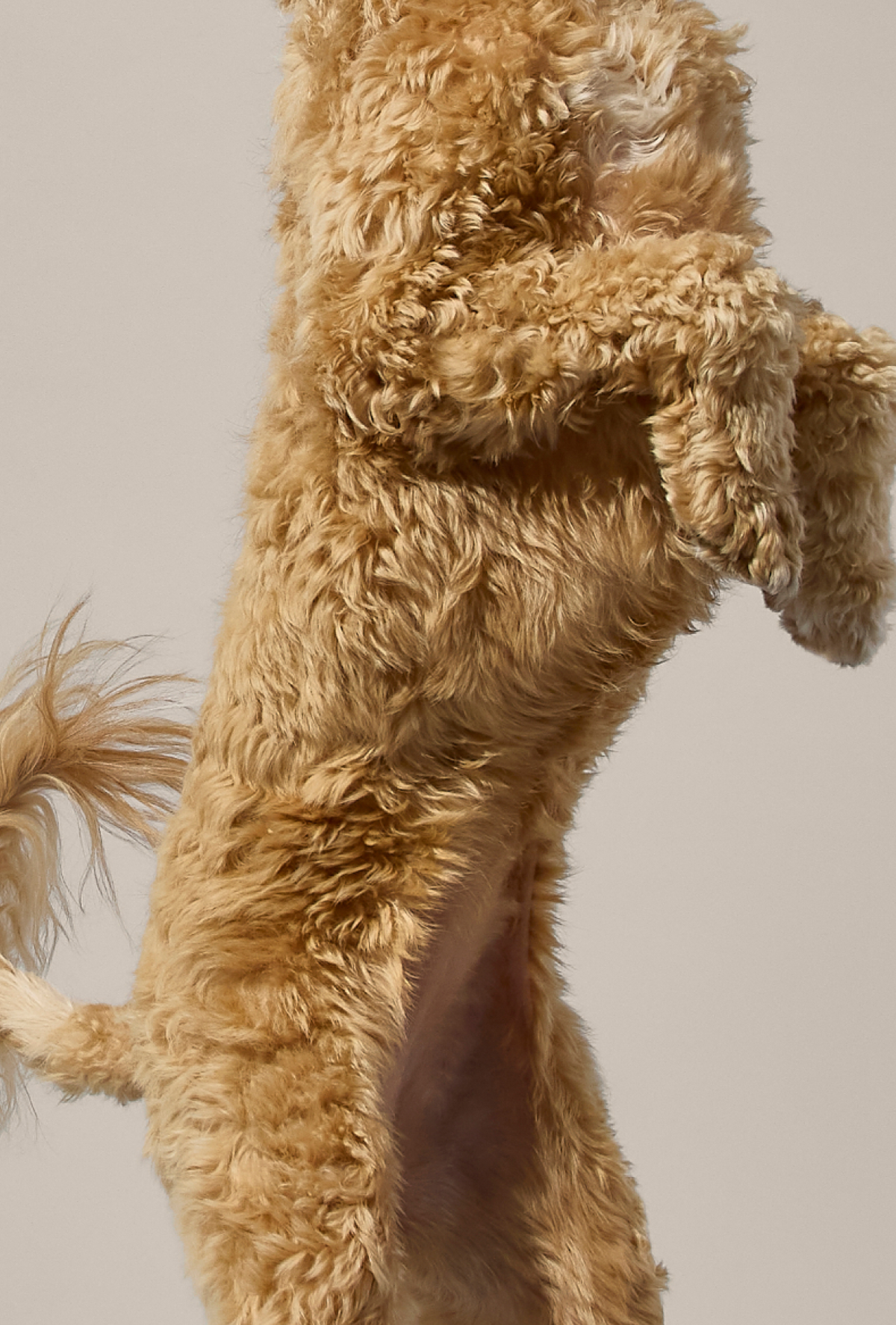 Fluffy, curly-haired dog standing on hind legs against a plain background, showing its side profile and wagging tail.