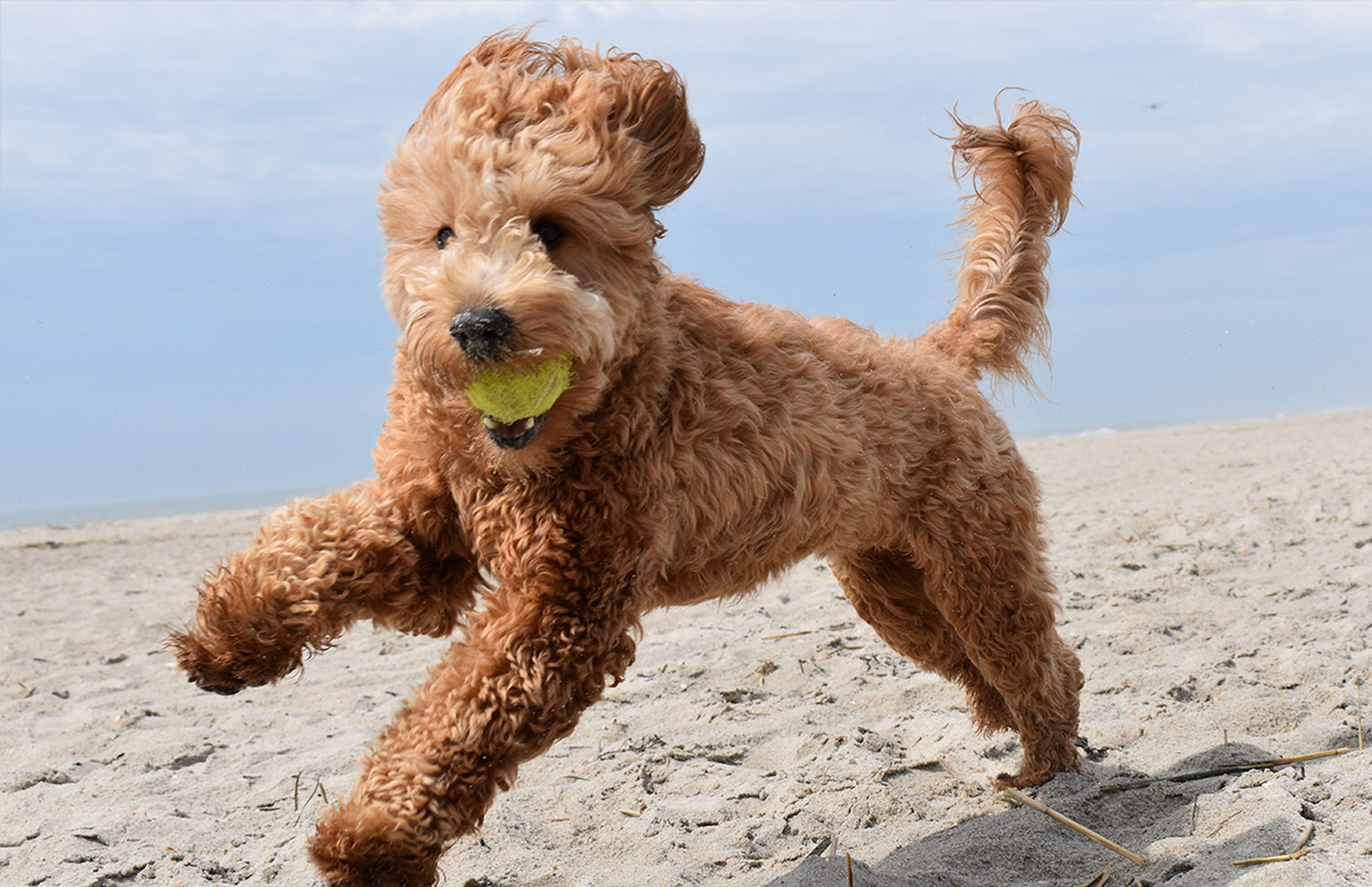 Best food for mini goldendoodle best sale