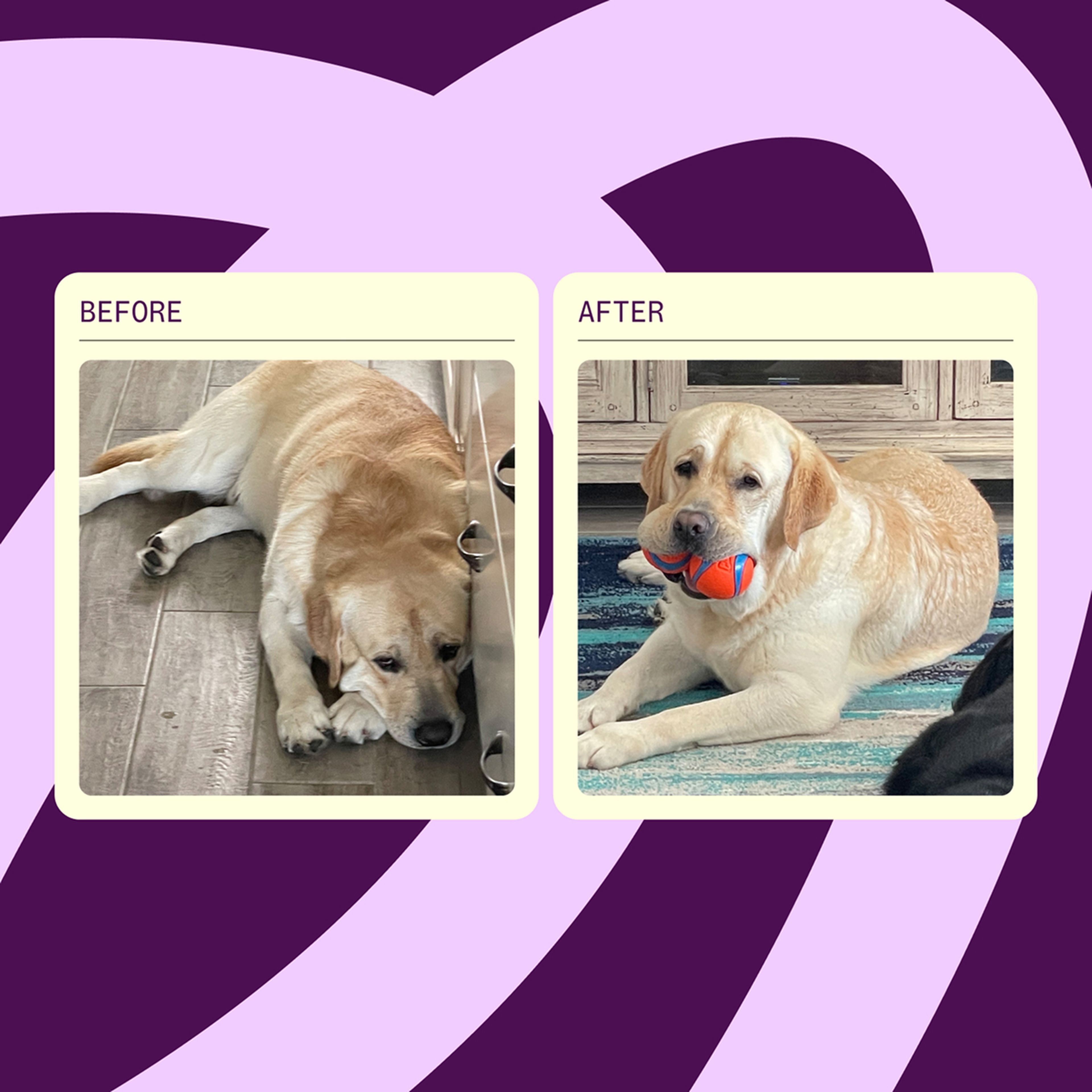 Before and after image of a dog that went from sad to happy and healthy