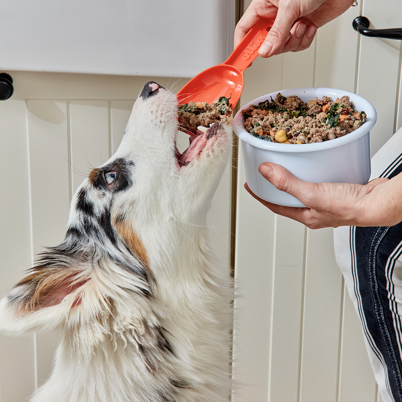 Fresh Lamb Dog Food with Limited Ingredients