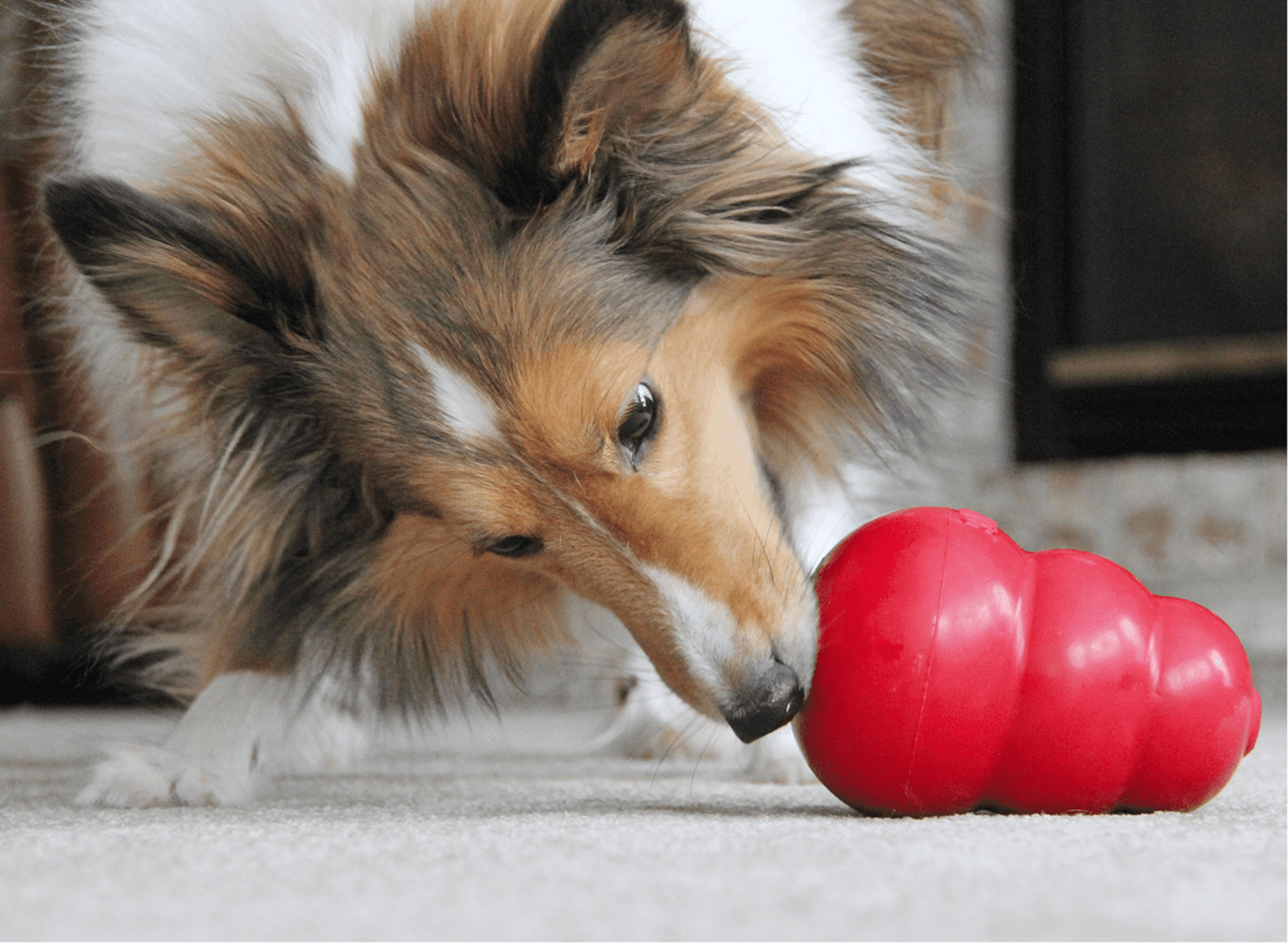 Dog with a Kong