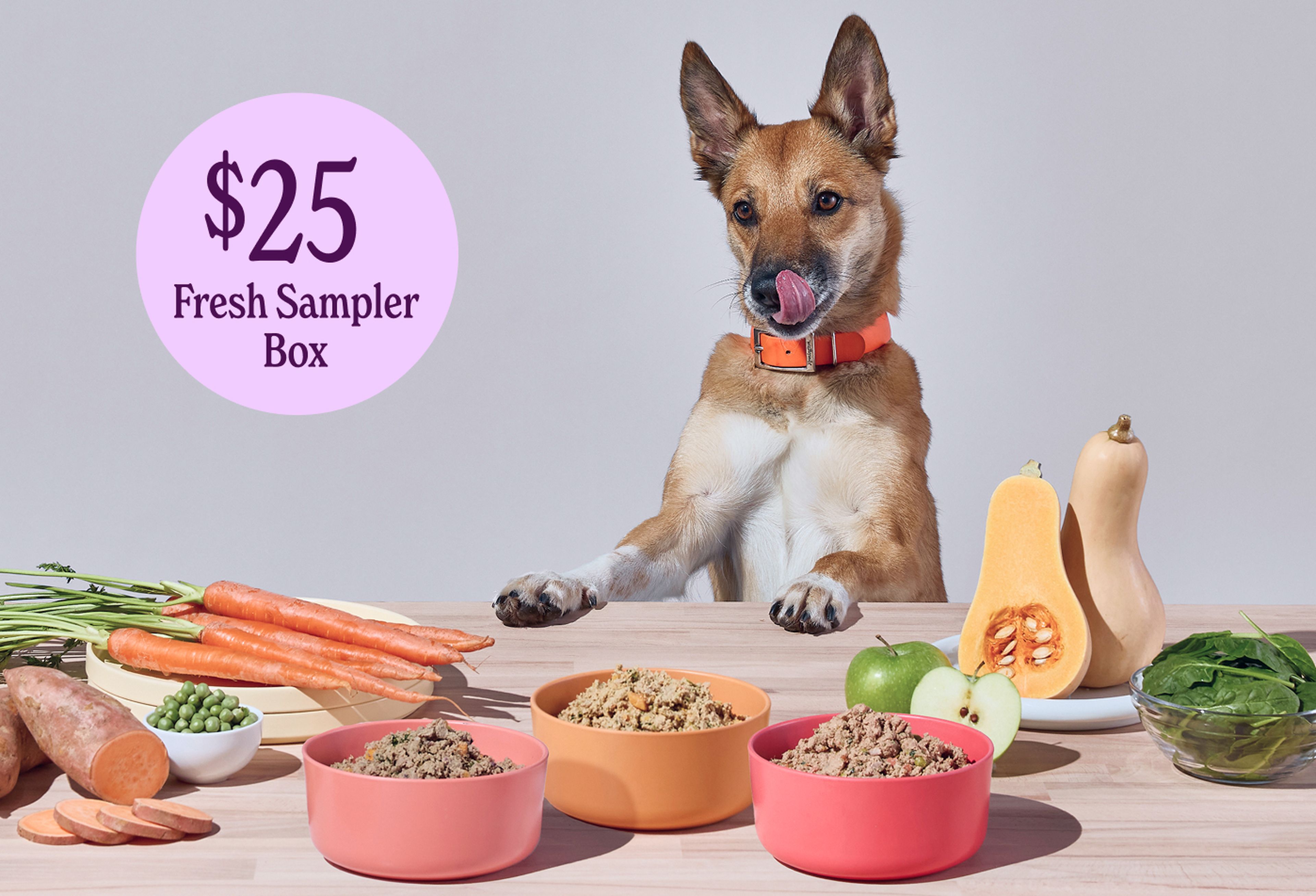 Dog licking it's chops while looking at bowls of Fresh Ollie food