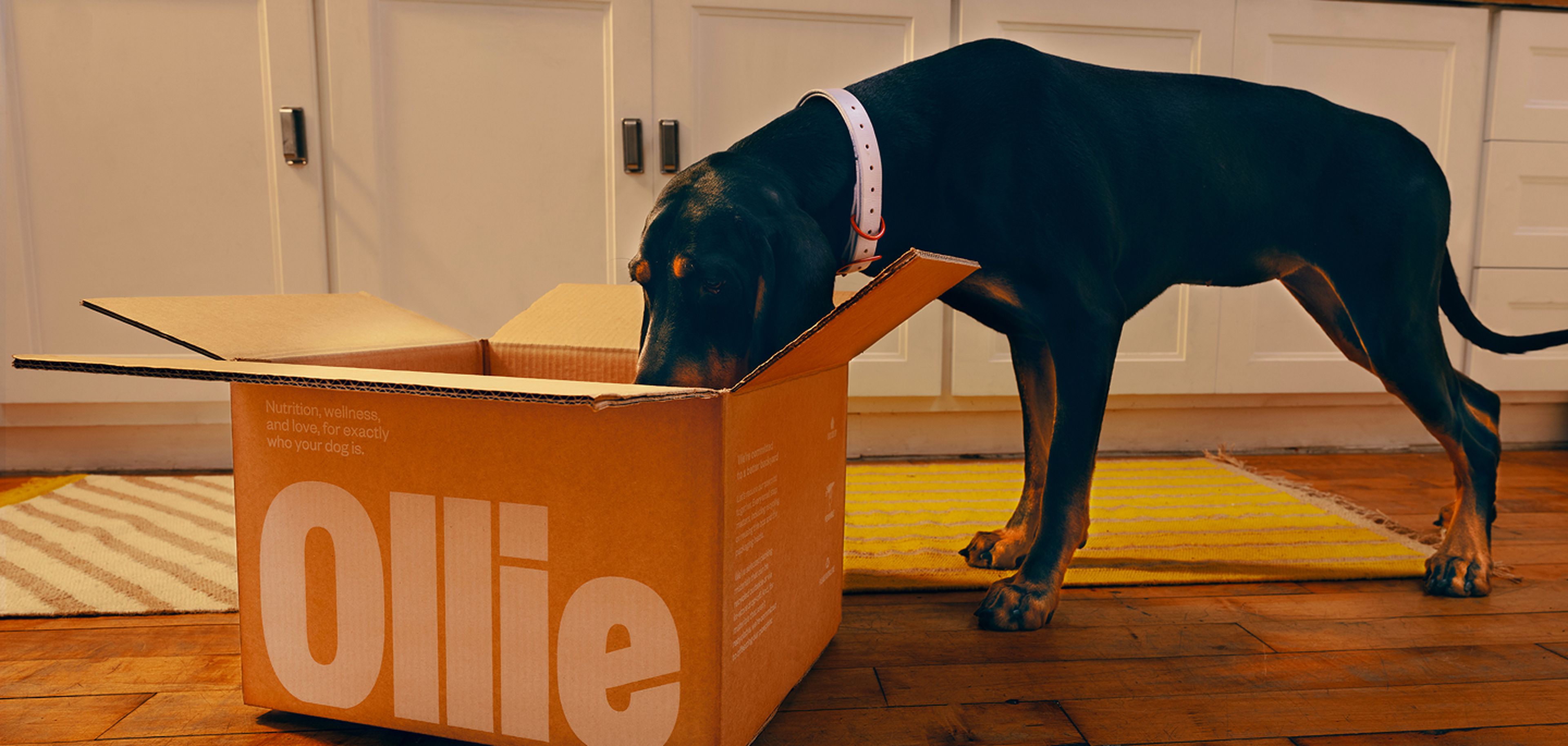 A dog with a white collar sniffs inside an open Ollie cardboard box on a wooden kitchen floor with white cabinets in the background.