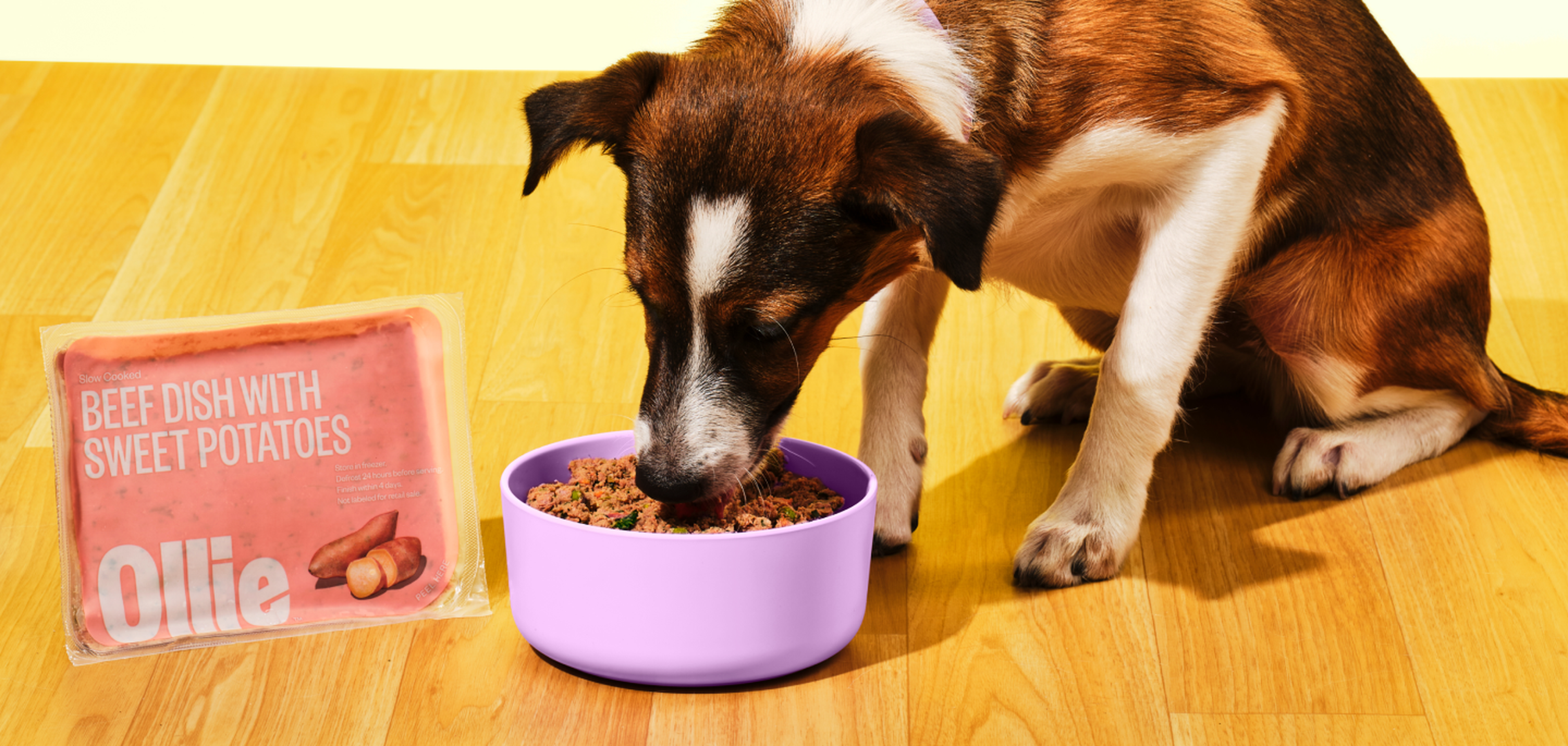 A dog eating from a purple bowl on a wooden floor, next to a package labeled "Beef Dish with Sweet Potatoes" from Ollie.