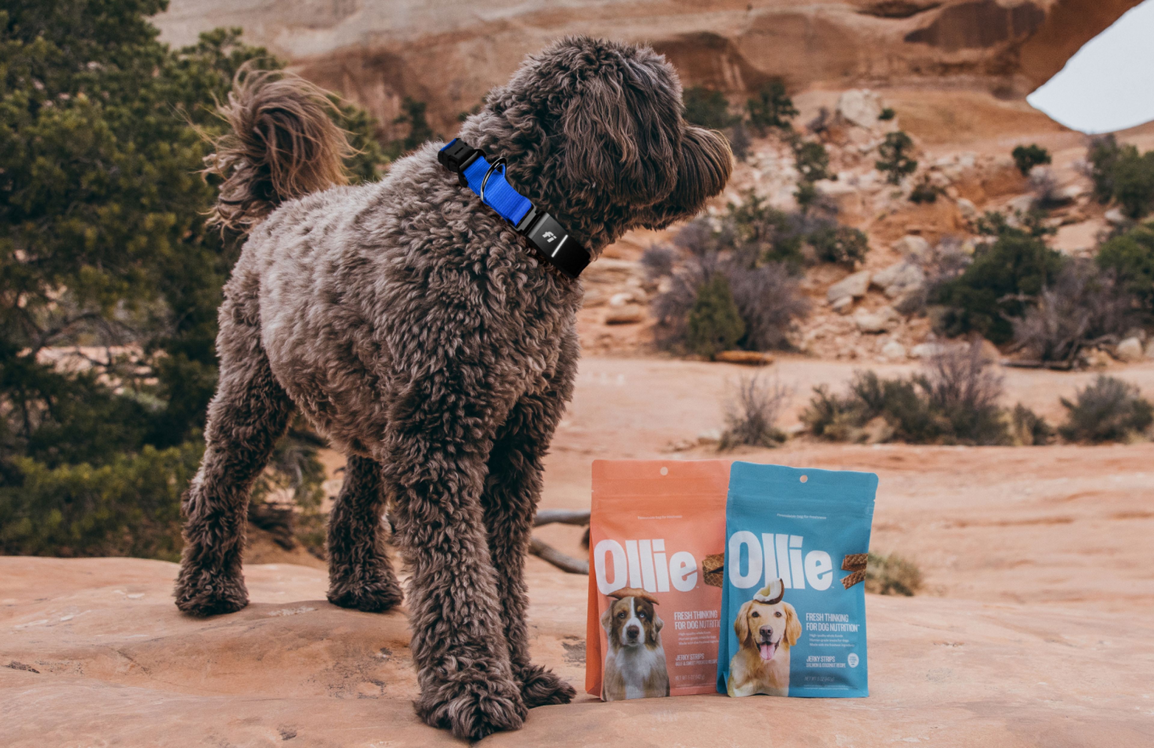 A fluffy brown dog in a Fi collar stands on a rocky surface near two bags of Ollie dog treats, set against a backdrop of desert landscape and trees.
