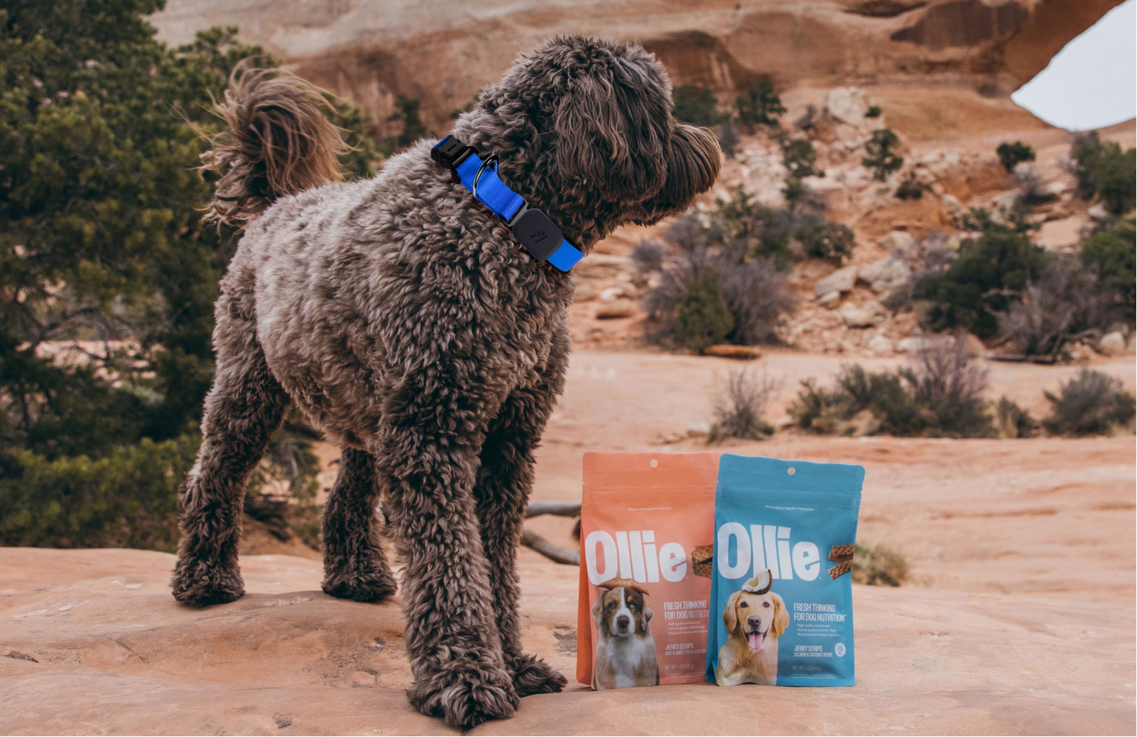 A curly-haired dog stands on a rocky surface outdoors, near two bags of Ollie dog food, with a desert landscape in the background.