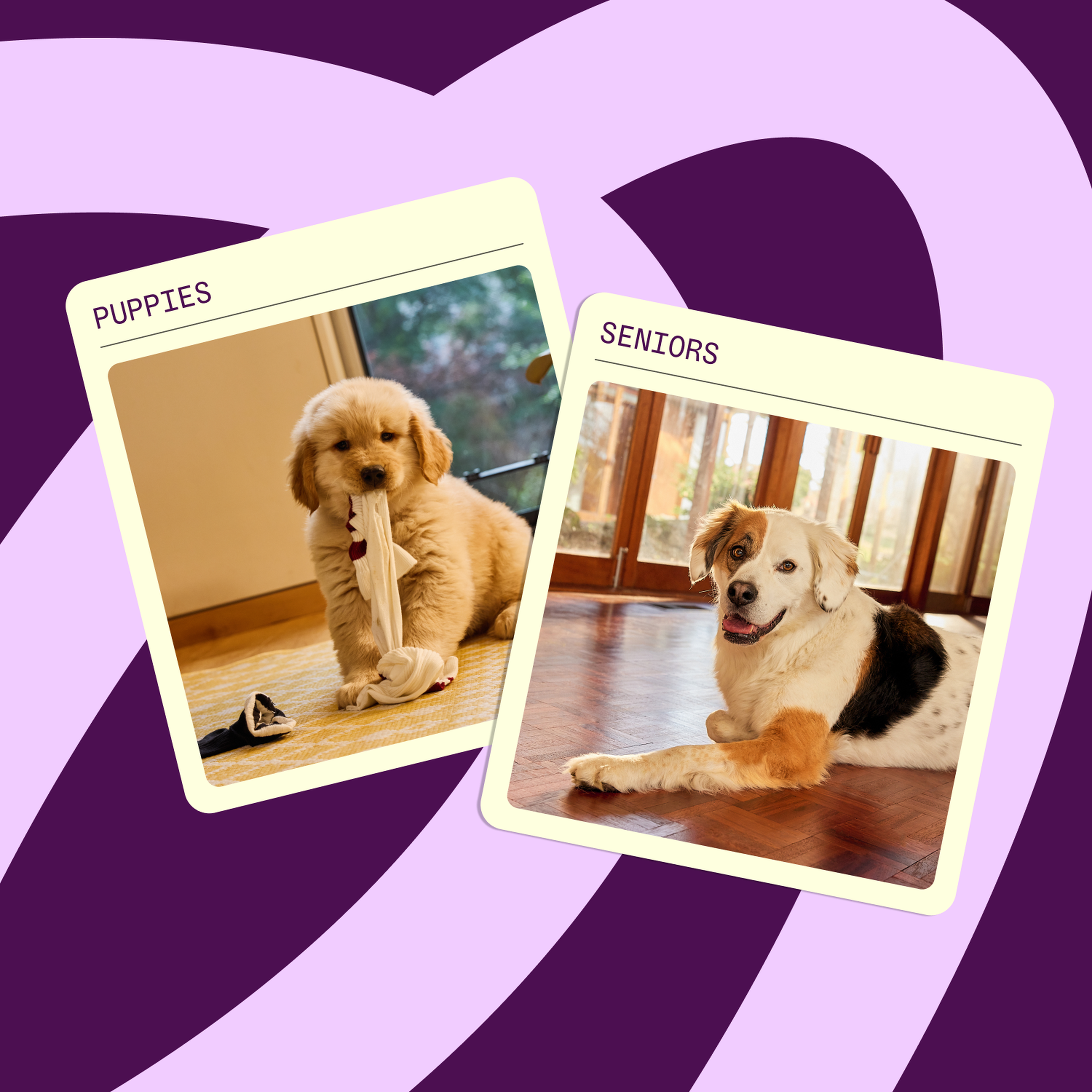 Two images titled "Puppies" and "Seniors" show a playful puppy chewing a toy and a relaxed senior dog lying on a wooden floor.