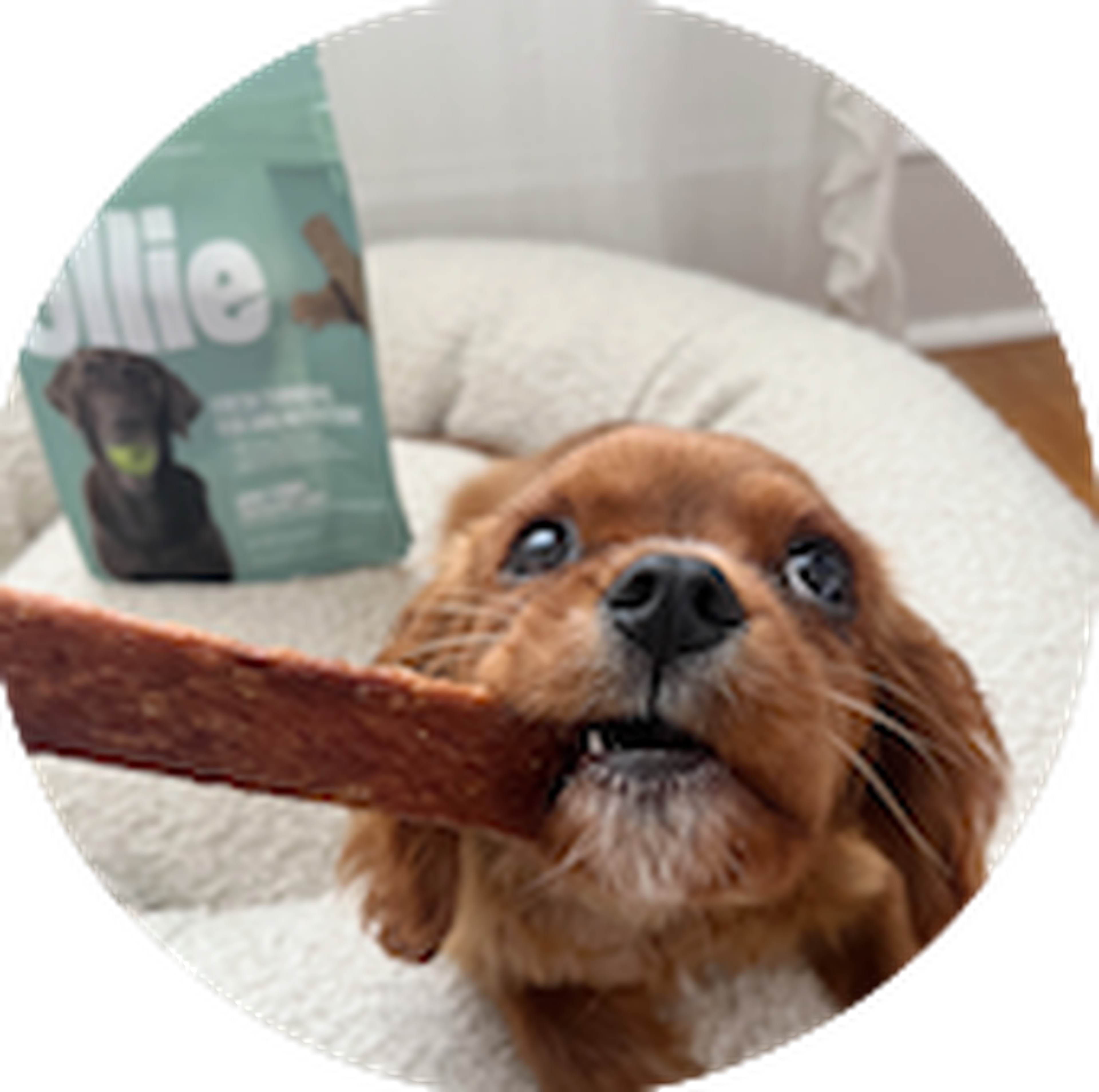 A small brown puppy playfully bites a treat while sitting on a cozy dog bed, with a bag of dog treats visible in the background.
