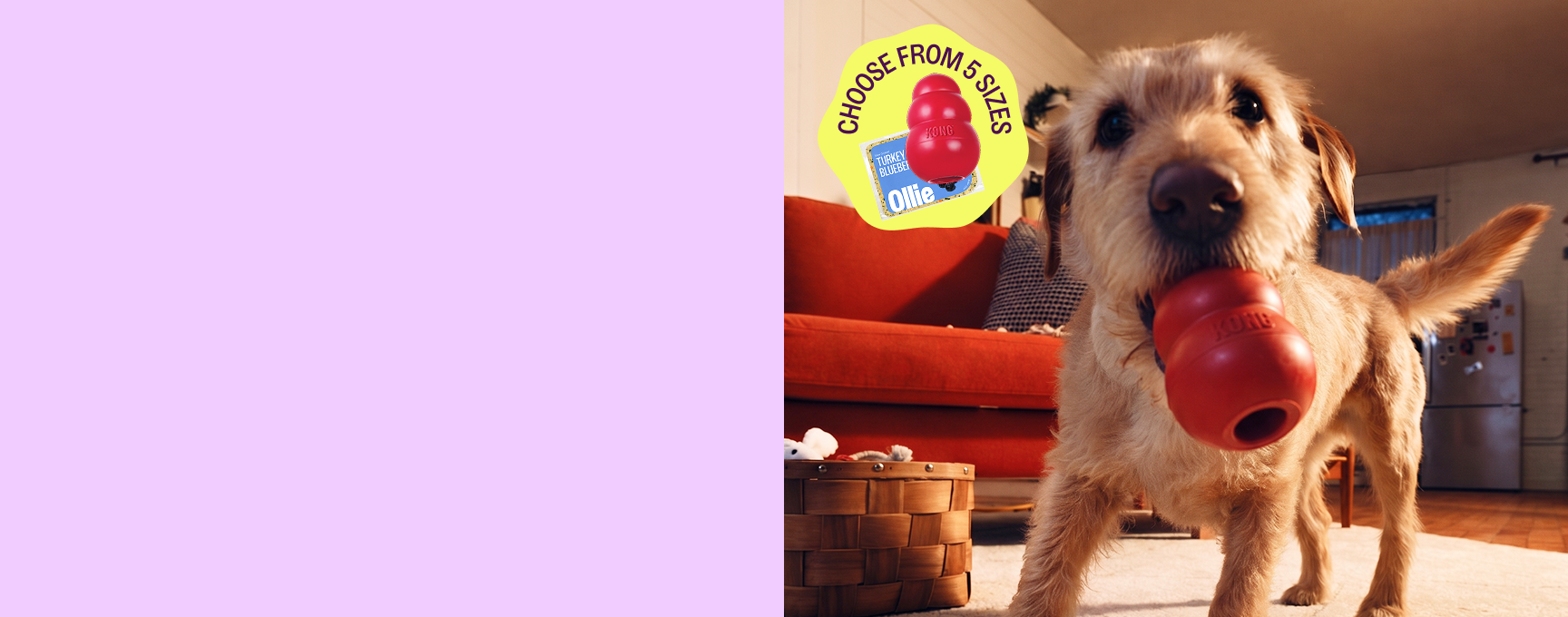 Dog with a Kong
