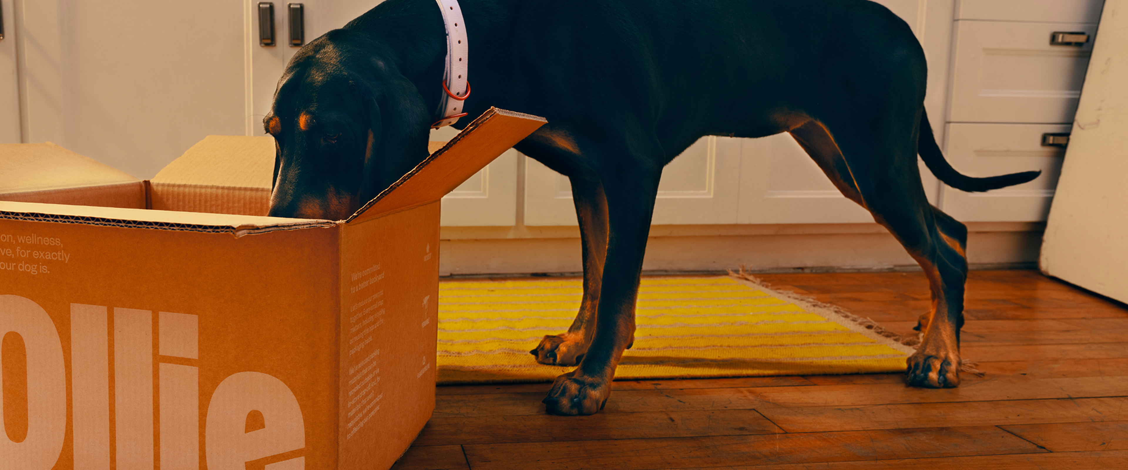 A dog with a white collar curiously sniffs inside a large open Ollie cardboard box on a wooden kitchen floor.
