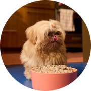 Shaggy dog licking its lips, sitting in front of a pink bowl filled with Ollie fresh dog food, indoors on a blue surface.